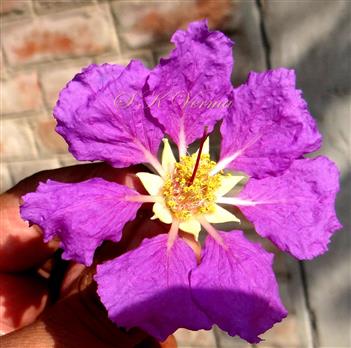  Flower